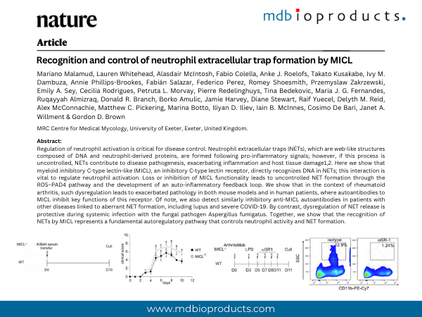Featured Publication in Focus: Recognition and control of neutrophil extracellular trap formation by MICL