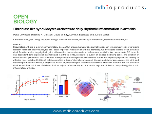 Featured Publication in Focus: Fibroblast-like synoviocytes orchestrate daily rhythmic inflammation in arthritis
