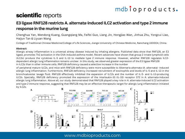 Featured Publication in Focus: E3 ligase RNF128 restricts A. alternata-induced ILC2 activation and type 2 immune response in the murine lung