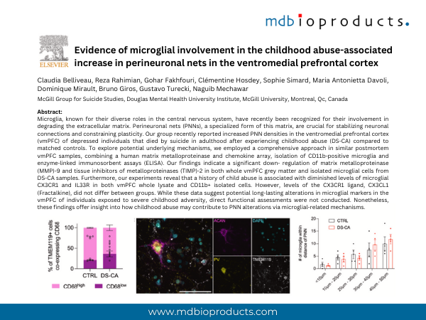 Featured Publication in Focus: Evidence of microglial involvement in the childhood abuse-associated increase in perineuronal nets in the ventromedial prefrontal cortex