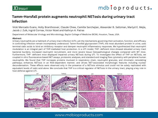 Featured Publication in Focus: Tamm-Horsfall protein augments neutrophil NETosis during urinary tract infection