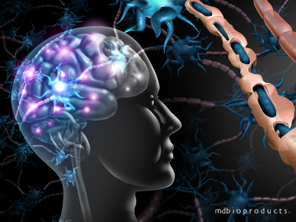 Exploring the Frontier of Biomedical Research: A Deep Dive into the PLP 139-152 and MOG 35-55 Mouse Models for Multiple Sclerosis Studies