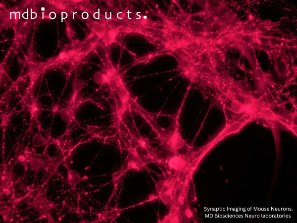 Featured Publication in Focus: A Novel Sensory Wave (P25) in Myelin Oligodendrocyte Glycoprotein-induced Experimental Autoimmune Encephalomyelitis Murine Model