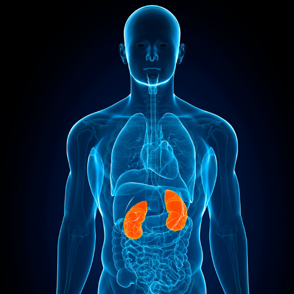 Kidney/Nephrology