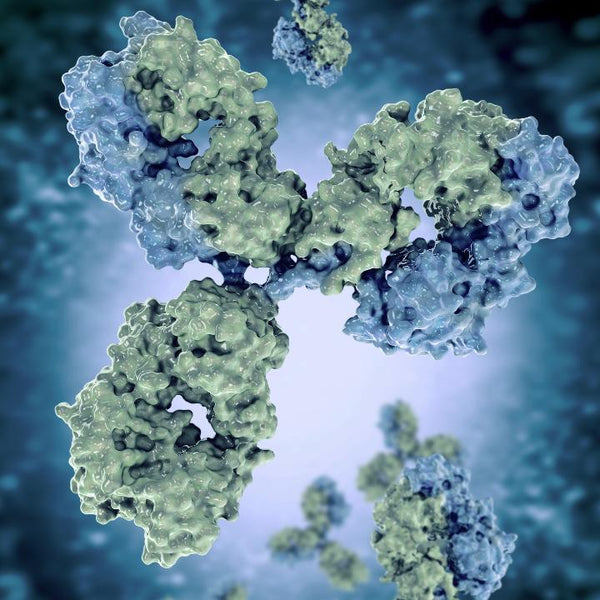 Antibodies