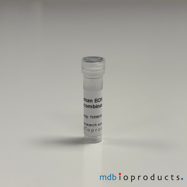 BDNF Recombinant Protein (Human), 10ug