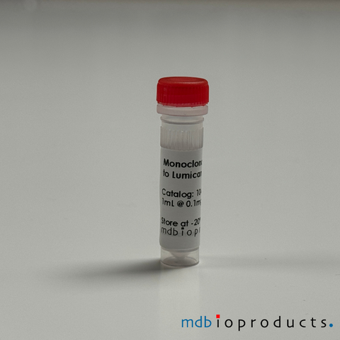 Lumican, Antibody, Antibodies, MD Bioproducts, MD Biosciences