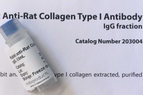 Collagen Type I Antibody, anti-Rat, 100 uL