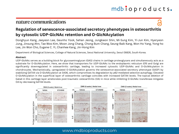 Featured Publication in Focus: Regulation of senescence-associated secretory phenotypes in osteoarthritis by cytosolic UDP-GlcNAc retention and O-GlcNAcylation