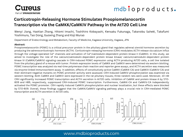 Featured Publication in Focus: Corticotropin-Releasing Hormone Stimulates Proopiomelanocortin Transcription via the CaMKK/CaMKIV Pathway in the AtT20 Cell Line