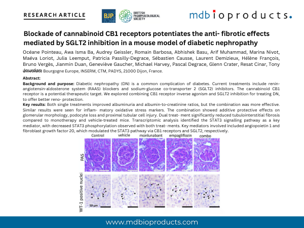 Featured Publication in Focus: Blockade of cannabinoid CB1 receptors potentiates the anti- fibrotic effects mediated by SGLT2 inhibition in a mouse model of diabetic nephropathy