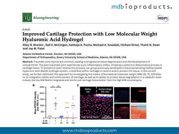 Featured Publication in Focus: Improved Cartilage Protection with Low Molecular Weight Hyaluronic Acid Hydrogel