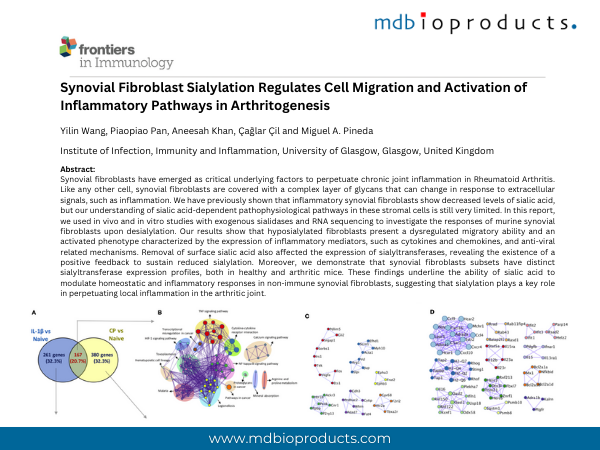 Featured Publication in Focus: Synovial Fibroblast Sialylation Regulates Cell Migration and Activation of Inflammatory Pathways in Arthritogenesis