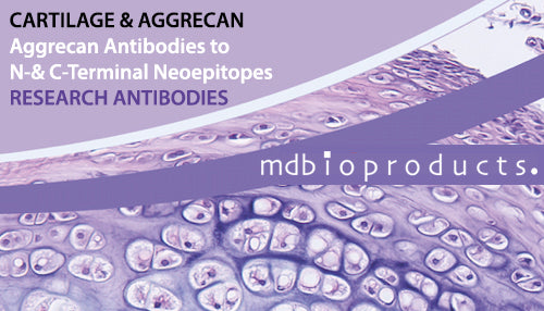 Aggrecan Antibodies to N-& C-Terminal Neoepitopes