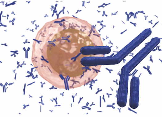 Featured Publication in Focus: Next‐generation Bruton's tyrosine kinase inhibitor BIIB091 selectively and potently inhibits B cell and Fc receptor signaling and downstream functions in B cells and myeloid cells