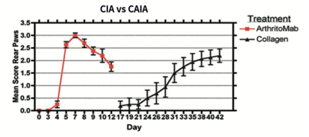 High ArthritoMabTM Antibody Cocktail Activity | 18-day RA Model Balb/c Mice