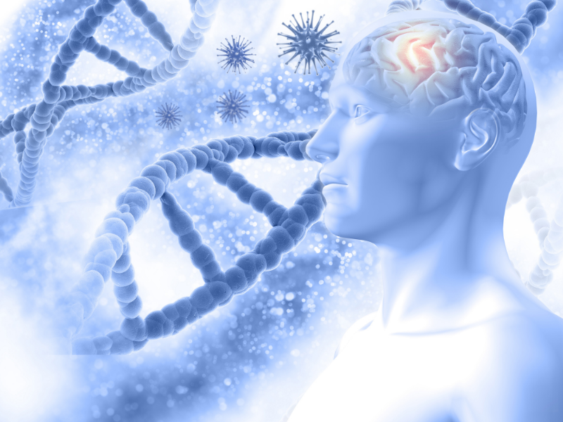 EAE model of Multiple Sclerosis