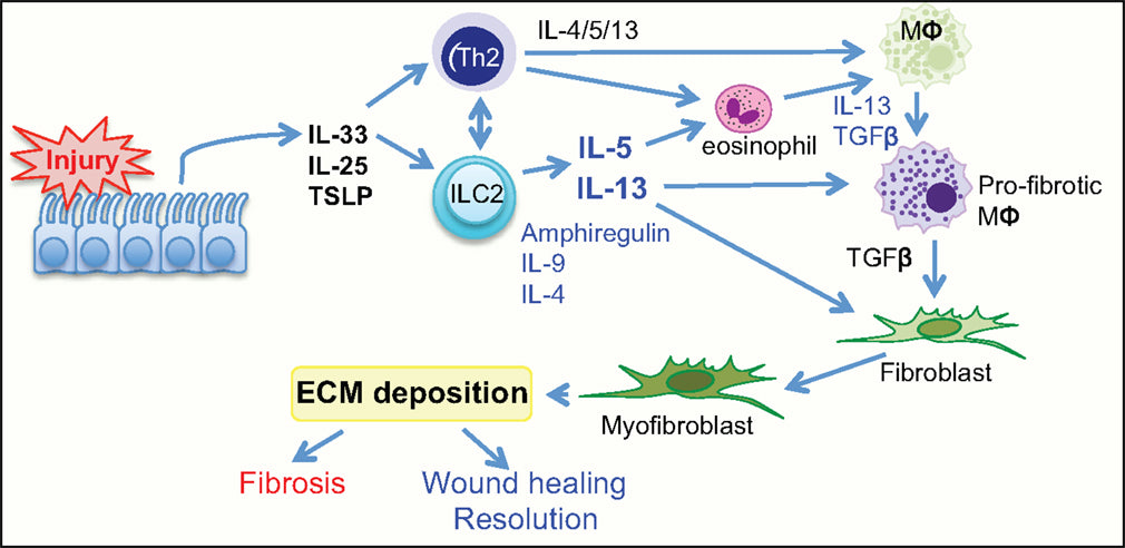 IL-33 and T1/ST2 function in wound healing and Inflammatory Responses