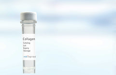 Human Collagen Type I, Lyophilized  0.1 mg