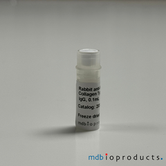 Collagen Type I Antibody, Anti-Rat, Antibodies, MD Bioproducts, MD Biosciences