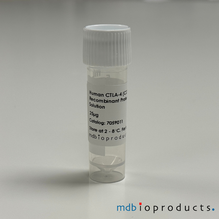 CTLA-4 (CD152) Recombinant eiwit, humaan