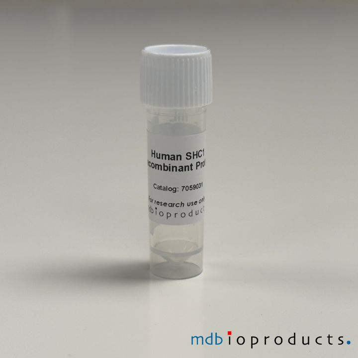 SHC1 Recombinant eiwit (Mens)